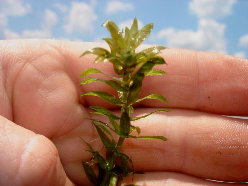 Hydrilla Outdoor Alabama